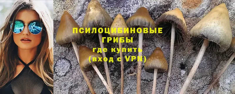 Галлюциногенные грибы MAGIC MUSHROOMS  Медынь 